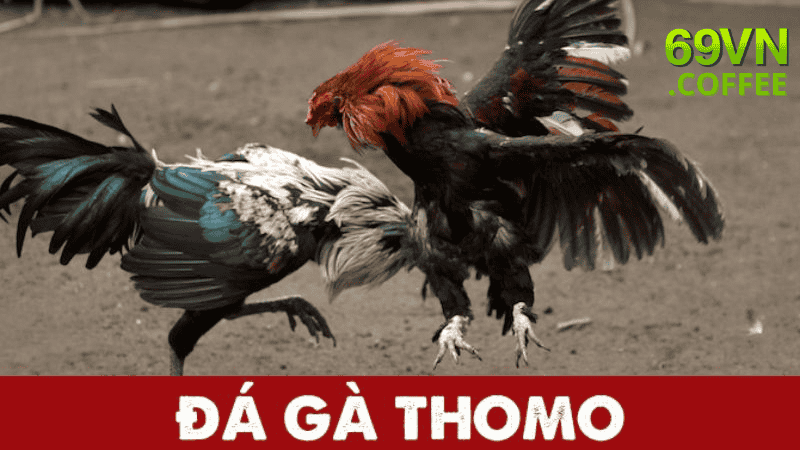 Làm Sao Để Chọn Được Nhà Cái Uy Tín Để Chơi Đá Gà Thomo?